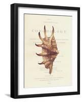 Conchology Strombus Lambis-Porter Design-Framed Premium Giclee Print