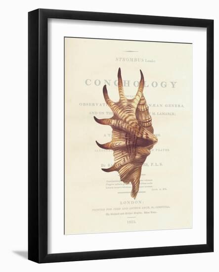 Conchology Strombus Lambis-Porter Design-Framed Premium Giclee Print