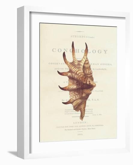 Conchology Strombus Lambis-Porter Design-Framed Premium Giclee Print