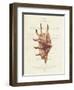 Conchology Strombus Lambis-Porter Design-Framed Giclee Print