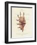 Conchology Strombus Lambis-Porter Design-Framed Giclee Print