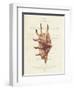 Conchology Strombus Lambis-Porter Design-Framed Giclee Print