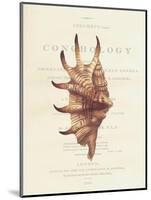 Conchology Strombus Lambis-Porter Design-Mounted Giclee Print
