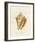 Conchology Strombus Pugilus-Porter Design-Framed Giclee Print