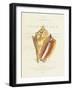 Conchology Strombus Pugilus-Porter Design-Framed Giclee Print