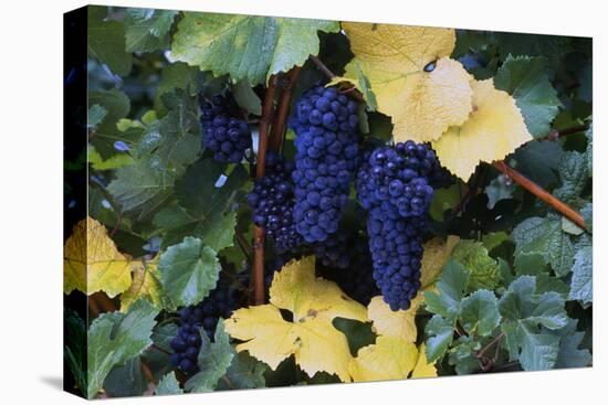 Concord Grapes-null-Stretched Canvas