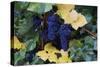 Concord Grapes-null-Stretched Canvas