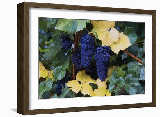 Concord Grapes-null-Framed Photographic Print