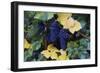 Concord Grapes-null-Framed Photographic Print