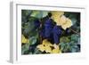 Concord Grapes-null-Framed Photographic Print