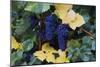 Concord Grapes-null-Mounted Photographic Print