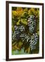 Concord Grapes-null-Framed Art Print