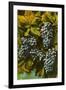 Concord Grapes-null-Framed Art Print