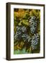 Concord Grapes-null-Framed Art Print
