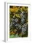 Concord Grapes-null-Framed Art Print