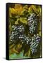 Concord Grapes-null-Framed Stretched Canvas