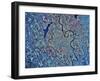 Concord, New Hampshire-Stocktrek Images-Framed Photographic Print