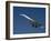 Concorde in Flight-Ian Griffiths-Framed Photographic Print