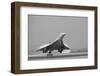 Concorde on First Takeoff from New York-null-Framed Premium Photographic Print