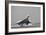 Concorde on First Takeoff from New York-null-Framed Photographic Print