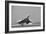 Concorde on First Takeoff from New York-null-Framed Photographic Print