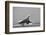 Concorde on First Takeoff from New York-null-Framed Photographic Print