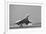 Concorde on First Takeoff from New York-null-Framed Photographic Print