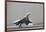 Concorde on First Takeoff from New York-null-Framed Photographic Print