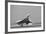 Concorde on First Takeoff from New York-null-Framed Photographic Print