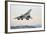 Concorde Supersonic Airliner Landing at Airport-null-Framed Photographic Print