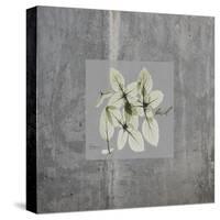 Concrete Basil-Albert Koetsier-Stretched Canvas