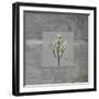 Concrete Rosemary-Albert Koetsier-Framed Art Print