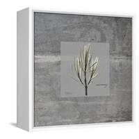 Concrete Rosemary-Albert Koetsier-Framed Stretched Canvas