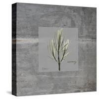 Concrete Rosemary-Albert Koetsier-Stretched Canvas