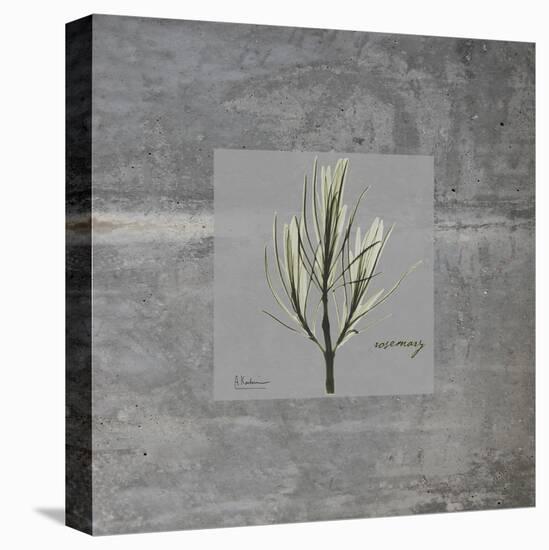 Concrete Rosemary-Albert Koetsier-Stretched Canvas