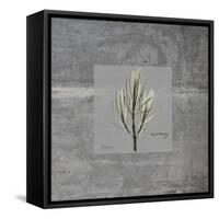 Concrete Rosemary-Albert Koetsier-Framed Stretched Canvas