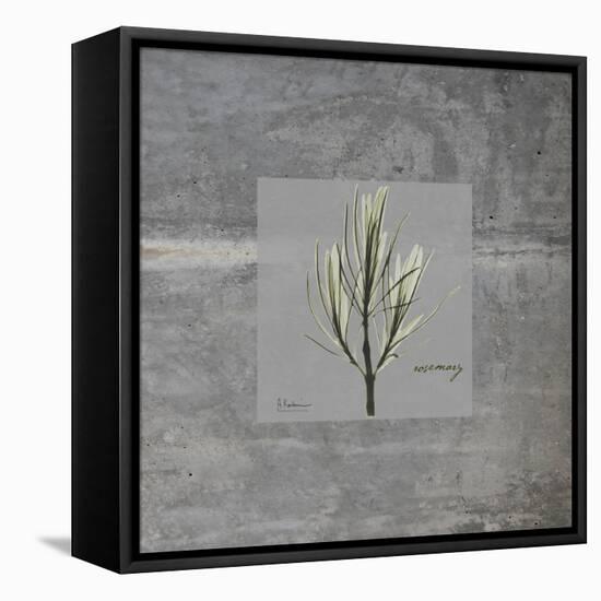 Concrete Rosemary-Albert Koetsier-Framed Stretched Canvas