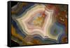 Condor Agate with Fortifcations-Darrell Gulin-Framed Stretched Canvas