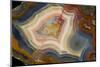 Condor Agate with Fortifcations-Darrell Gulin-Mounted Photographic Print