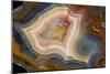 Condor Agate with Fortifcations-Darrell Gulin-Mounted Photographic Print