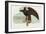 Condor-Art Of The Cigar-Framed Giclee Print