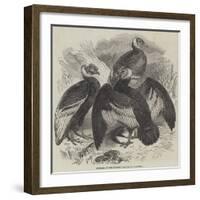 Condors at the Surrey Zoological Gardens-null-Framed Giclee Print