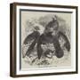 Condors at the Surrey Zoological Gardens-null-Framed Giclee Print