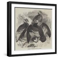 Condors at the Surrey Zoological Gardens-null-Framed Giclee Print