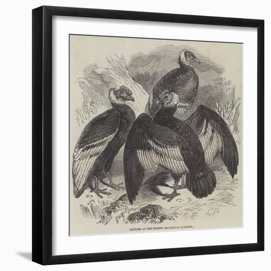 Condors at the Surrey Zoological Gardens-null-Framed Giclee Print