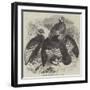 Condors at the Surrey Zoological Gardens-null-Framed Giclee Print