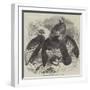 Condors at the Surrey Zoological Gardens-null-Framed Giclee Print