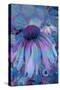 Cone Flower, Blue, Blue Flower, Echinacea-Scott J. Davis-Stretched Canvas