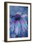 Cone Flower, Blue, Blue Flower, Echinacea-Scott J. Davis-Framed Giclee Print