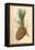 Cone of a Stone Pine-W.h.j. Boot-Framed Stretched Canvas